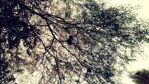 Low angle view of bare trees against sky