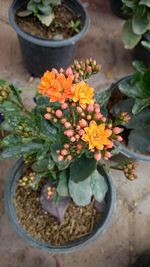 Close-up of flowers blooming outdoors