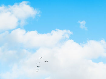 Low angle view of birds flying in sky