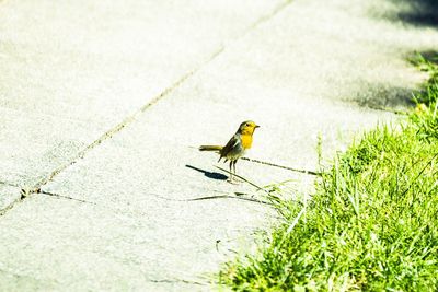 Bird perching on a plant