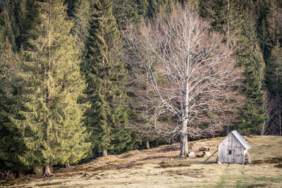 Trees in forest