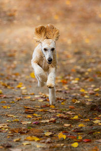 Portrait of dog running on street during autumn