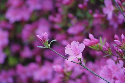Close-up of pink flowering plant