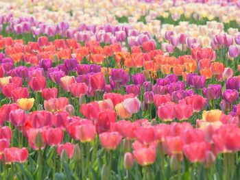 Close-up of pink tulips in field