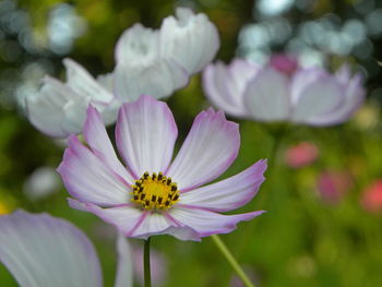 Close-up of insect on purple flowering plant