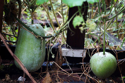 Close-up of potted plant