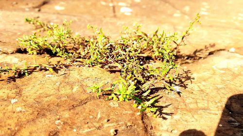 High angle view of plants growing on field