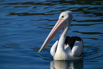 White duck swimming in lake