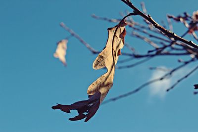 Low angle view of a bird flying over tree