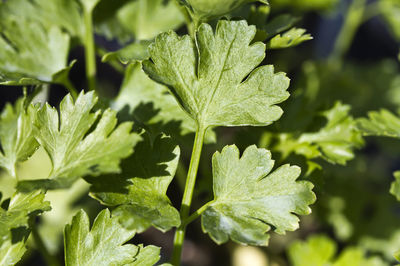 Close-up of fresh green leaves