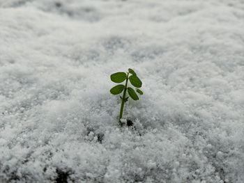 Close-up of small plant on snow