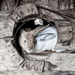 Portrait of rabbits in wooden hole