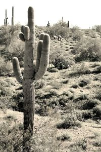 Cactus growing on field against sky