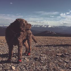 Dog on mountain against sky