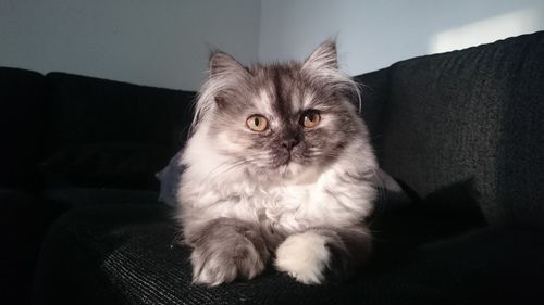 Close-up portrait of a cat