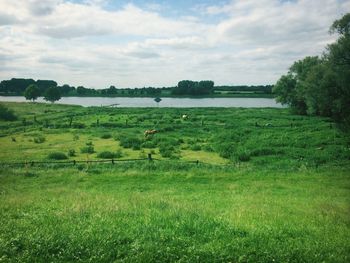 Scenic view of grassy field against cloudy sky