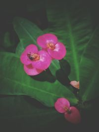 Close-up of pink flower blooming outdoors