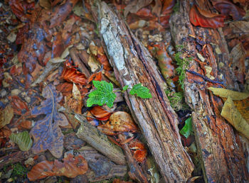 Close-up of leaves fallen on tree trunk
