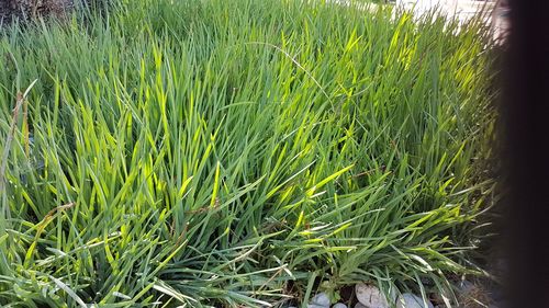 Close-up of crops growing on field