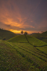 Scenic view of field against sky during sunset