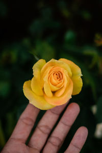 Close-up of hand holding yellow rose