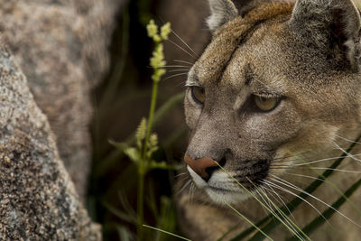 Close-up of a cat