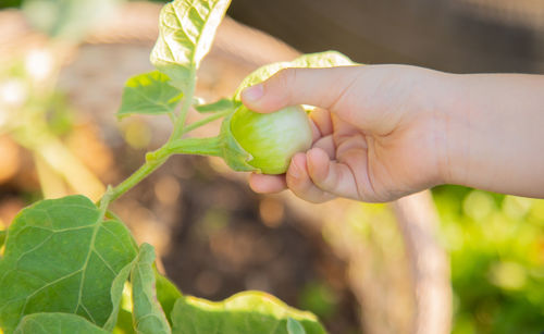 Close-up of hand holding leaves