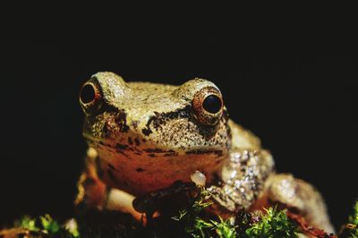 Close-up of frog staring against black background