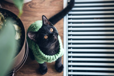 Close-up portrait of black cat