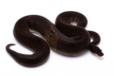 High angle view of black background