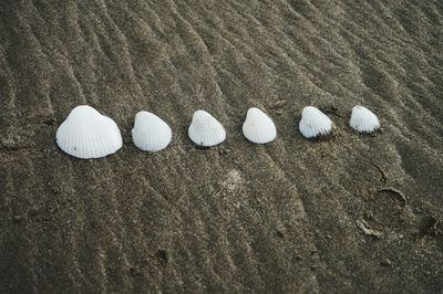 High angle view of shells on sand