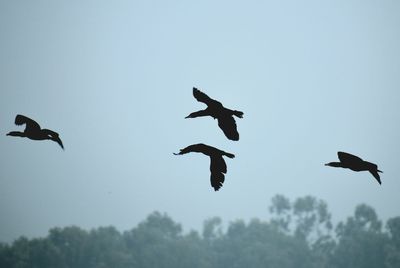 Low angle view of birds flying in sky