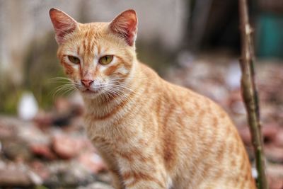 Close-up portrait of a cat