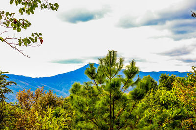 Scenic view of tree mountains against sky