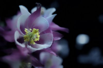 Close-up of pink flowers