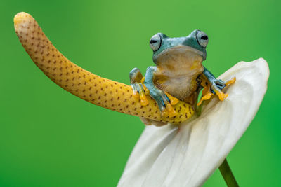Close-up of an insect on yellow flower