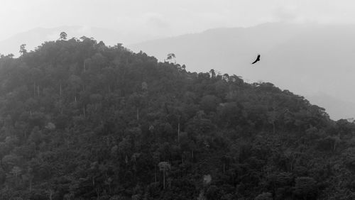 Bird flying over mountain against sky