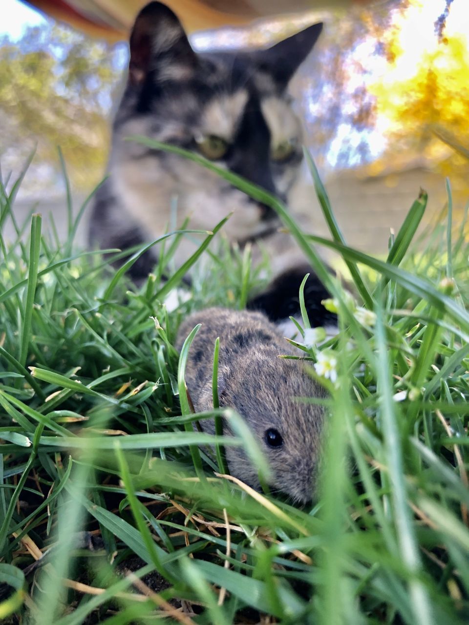 CAT IN A FIELD