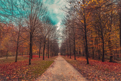 Road amidst trees during autumn