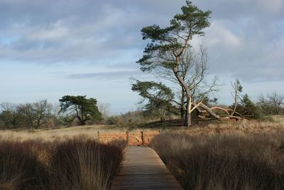 Footpath amidst trees on field against sky