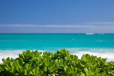 Close-up of plants against sea