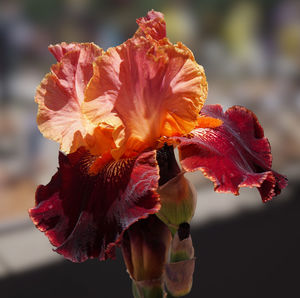 Close-up of red flower