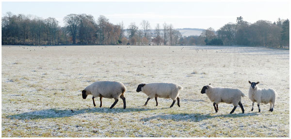 Sheep in a field