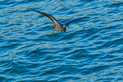 Bird flying over sea