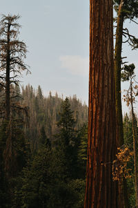 Trees in forest against sky