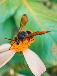 Close-up of bee pollinating on flower