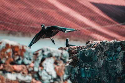 Close-up of bird flying