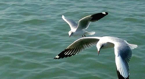 Birds flying over black background