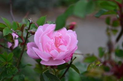 Close-up of pink rose blooming outdoors