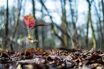 Close-up of fallen leaves 